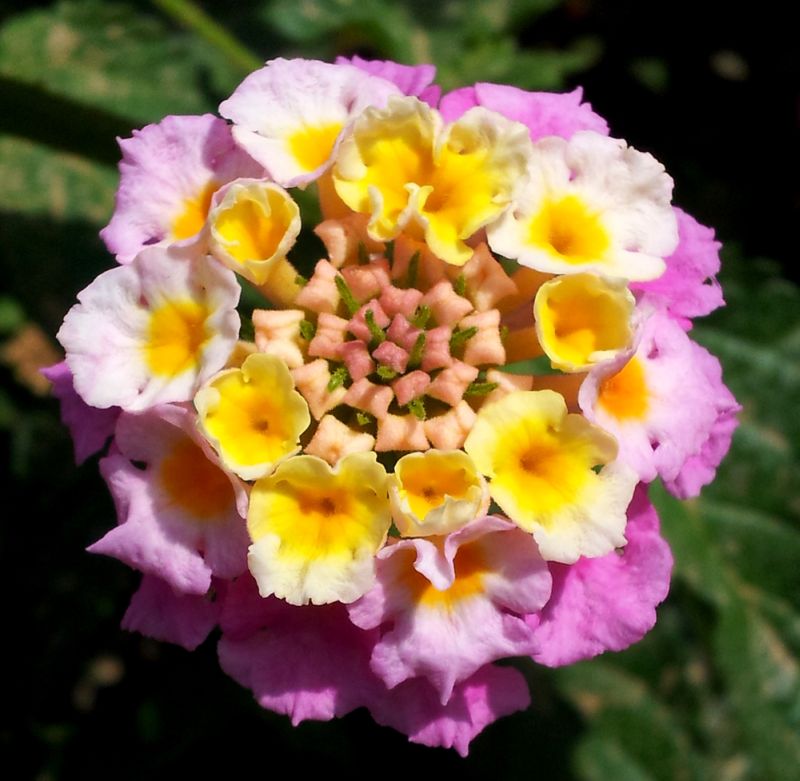 Cool FunPedia: The Most Beautiful Flowers In The World