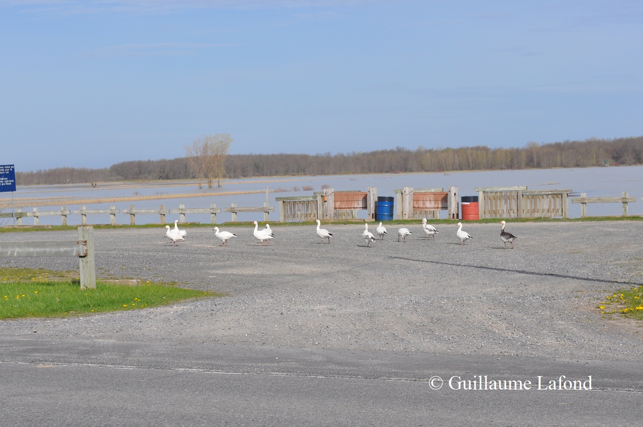 Centre d'interprétation de BaieduFebvre De la provocation