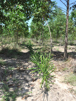 Ginger in Analog Forestry