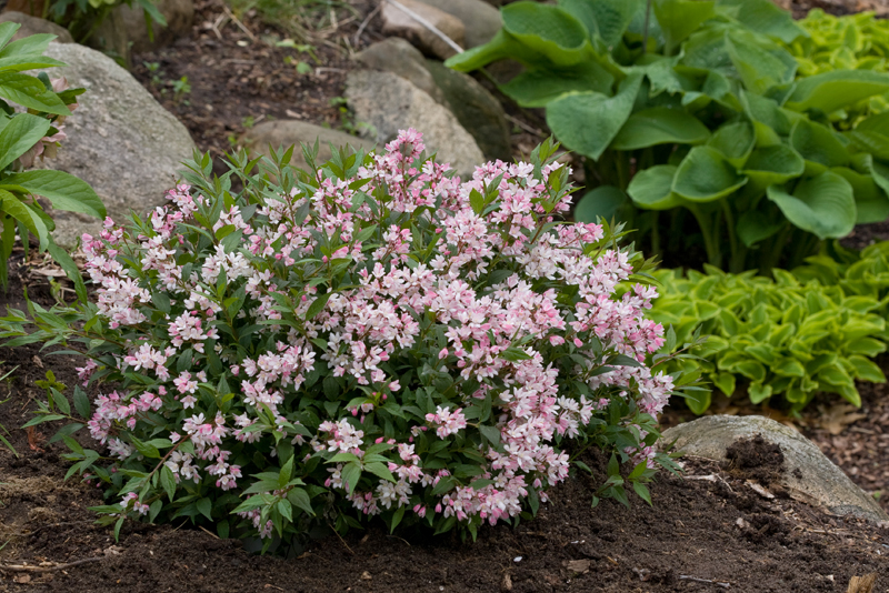 The Plant Hunter Deutzia Redux