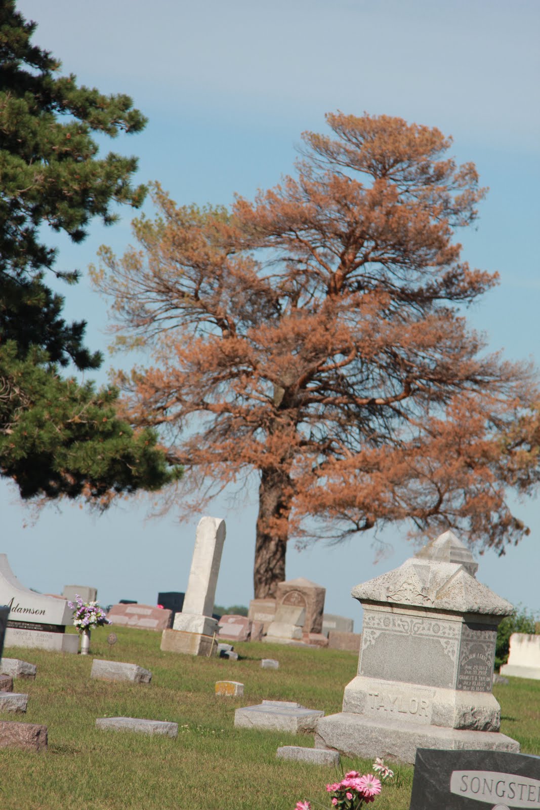 Village of Exeter Trees Dying at Exeter Cemetery