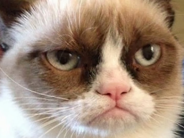 JimmyFungus.com: The Best of Grumpy Cat: The Best Grumpy Cat Memes and