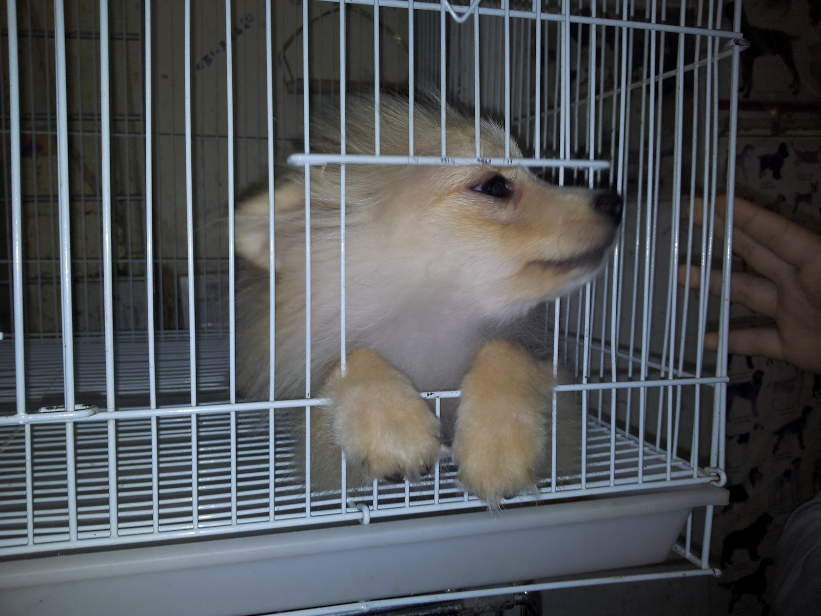 Life in Kuwait Blog Animal Prisoners of Friday Market