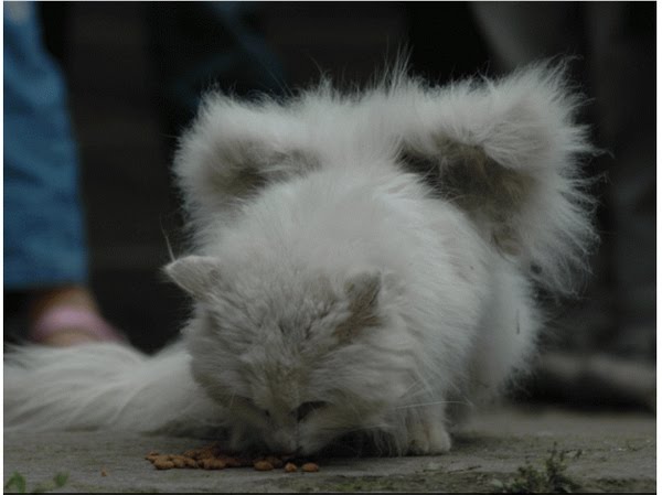 Seekor Kucing Putih Yang Memiliki Sayap [ www.BlogApaAja.com ]