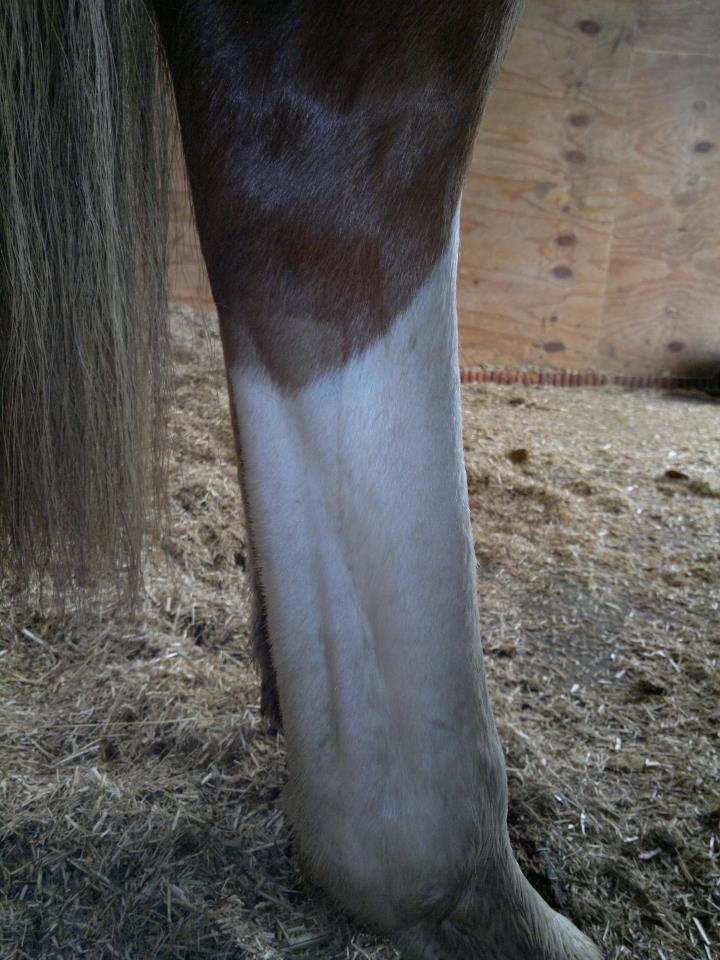 what is a ddft in horses