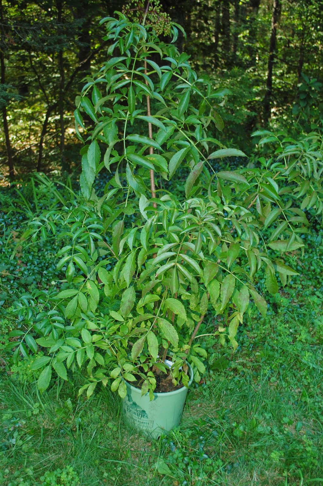 Sprouts Sambucus Canadensis 'Adams' Elderberry Bush