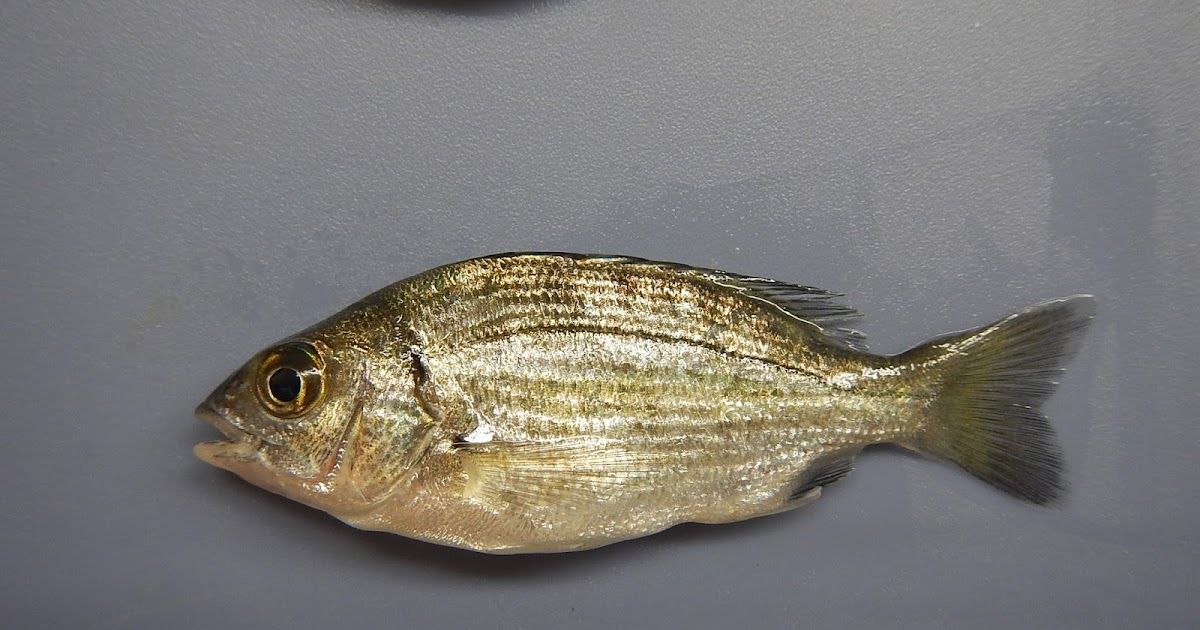 近況報告 No107 クロダイ稚魚の様子