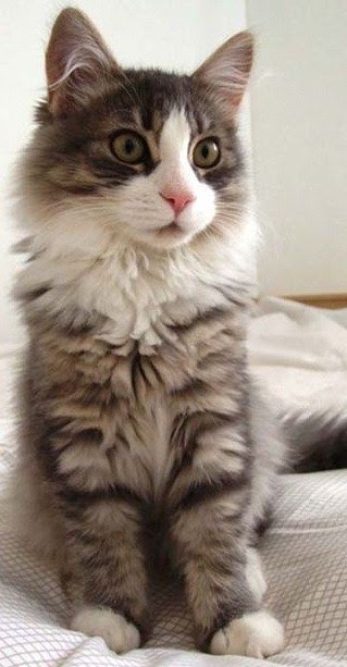 I Don T Even Have A Cat I Don T Even Have A Cat