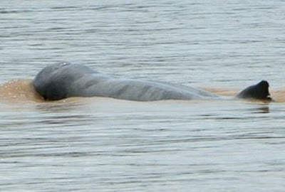 Mekong+dolphin