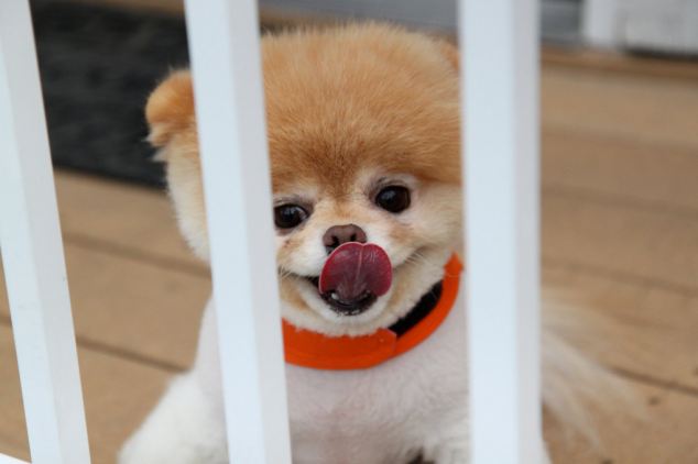 Boo Dog - Cutest Dog In The World