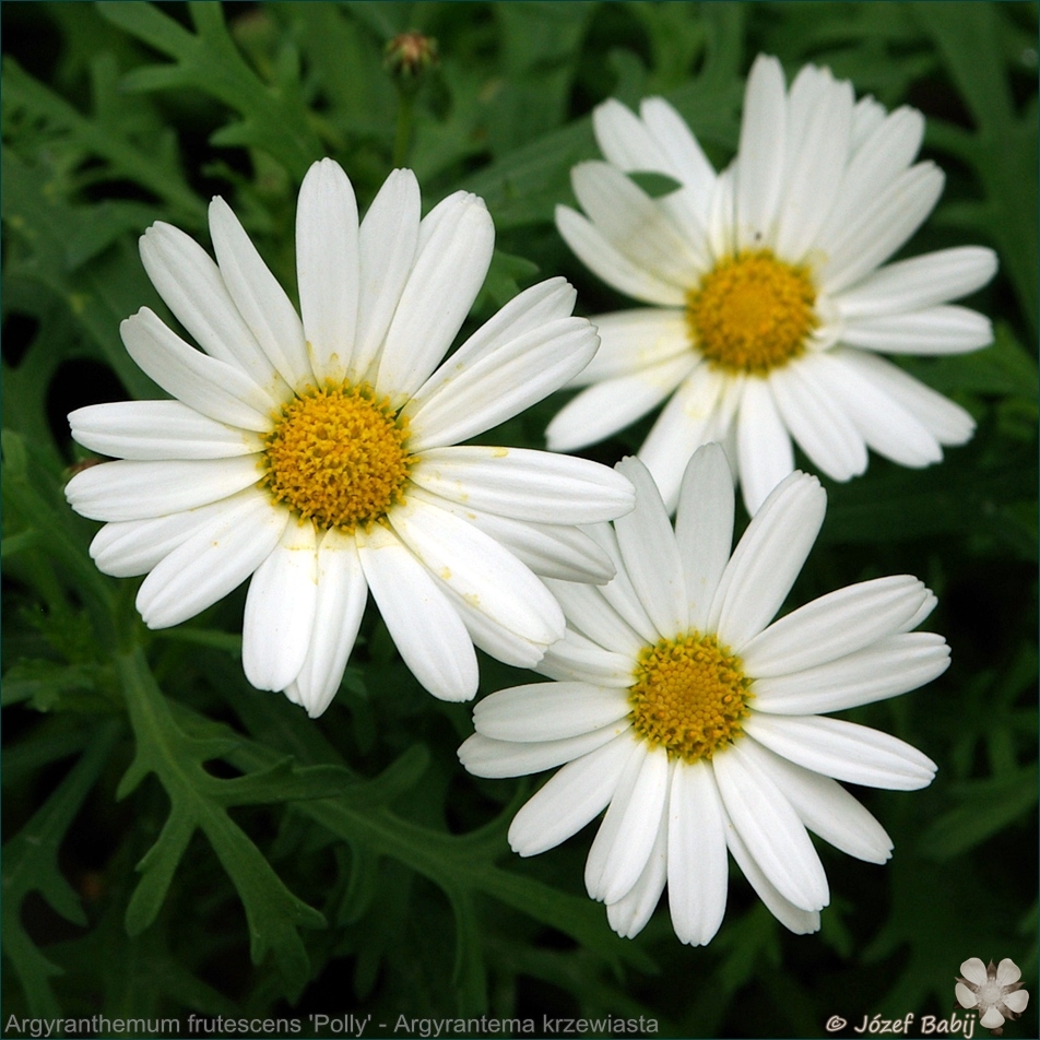 Argyranthemum 'Polly' - Argyrantema krzewiasta