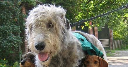 shortest living breed puppy and 5 of the shortest living breeds shortest living breed puppy and 5 of the shortest living breeds