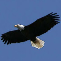 bald eagle