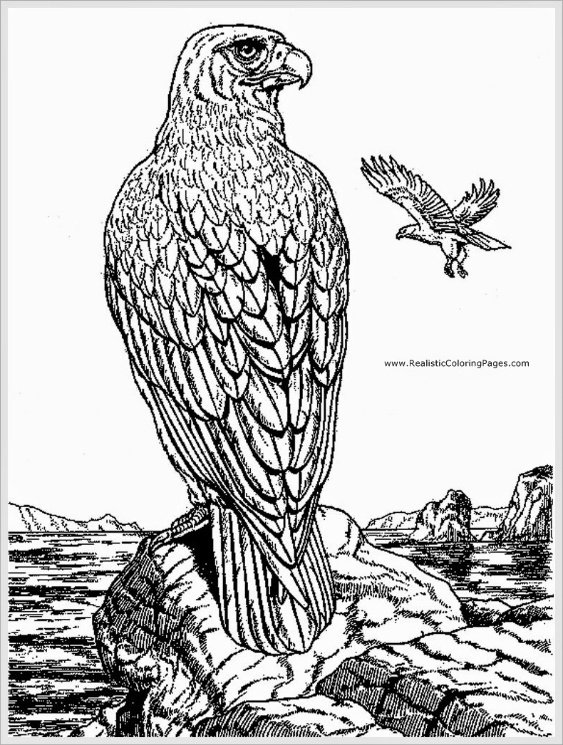 Eagle Coloring Pages For Adult | Realistic Coloring Pages