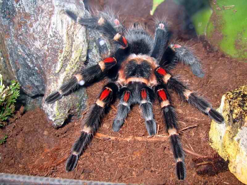 brachypelma auratum mexican flame