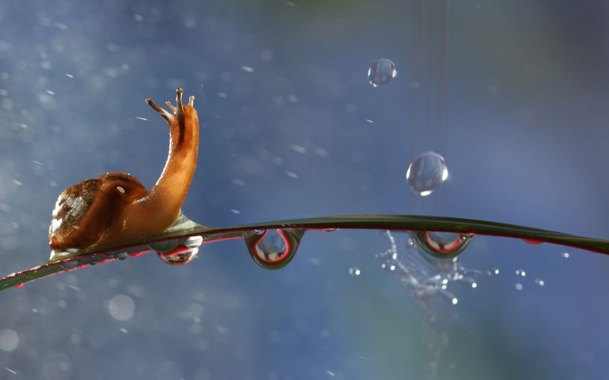 Beautiful macro photographs of snails and insects in the rain (12 pics) Amazing Creatures