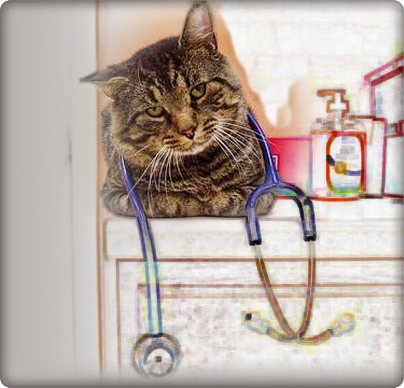 67 Not Out Her Cats Diagnosed The Cancer And So Saved Her Life