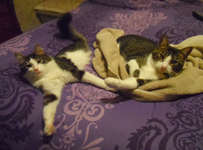 Anakin Two Legged Cat & Trixie Napping