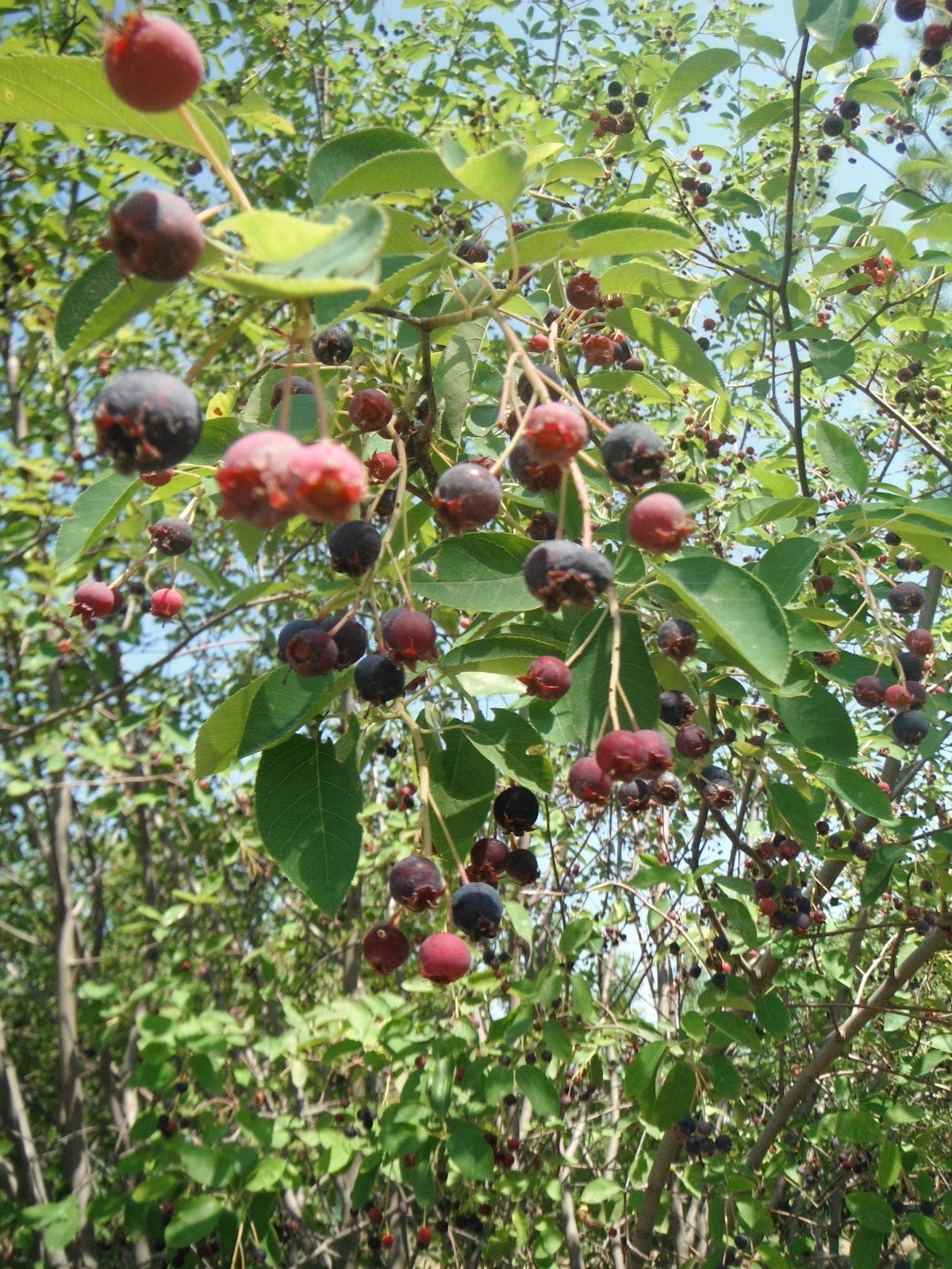 Colorado Mountain Gardener Currant Appeal