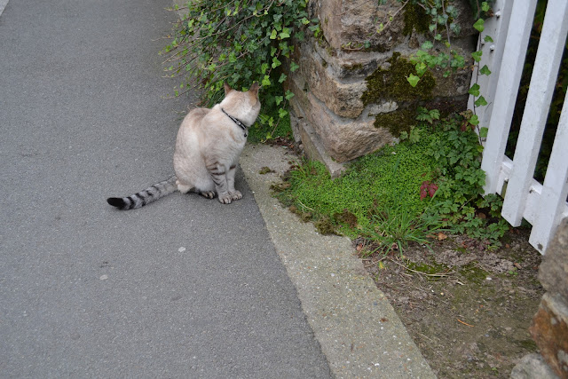un chat dans une ruelle