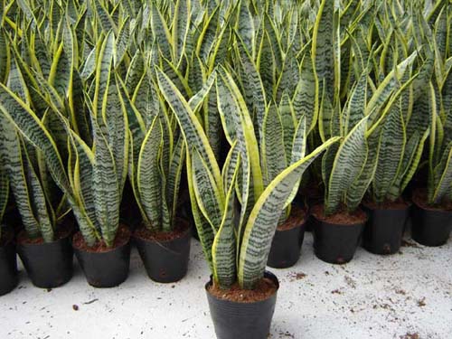 Sansevieria - A Healthy Plant - Red Path