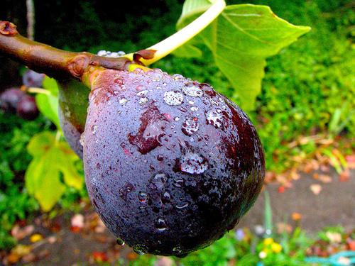 rumahpohontinarcamanik: JENIS BUAH TIN