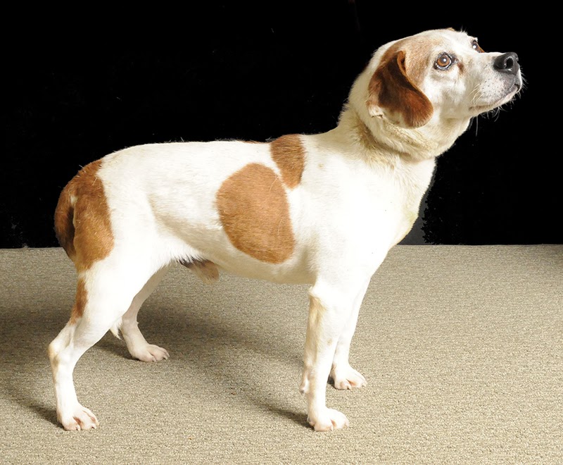 Bodie�s Beagles Blog December 2013