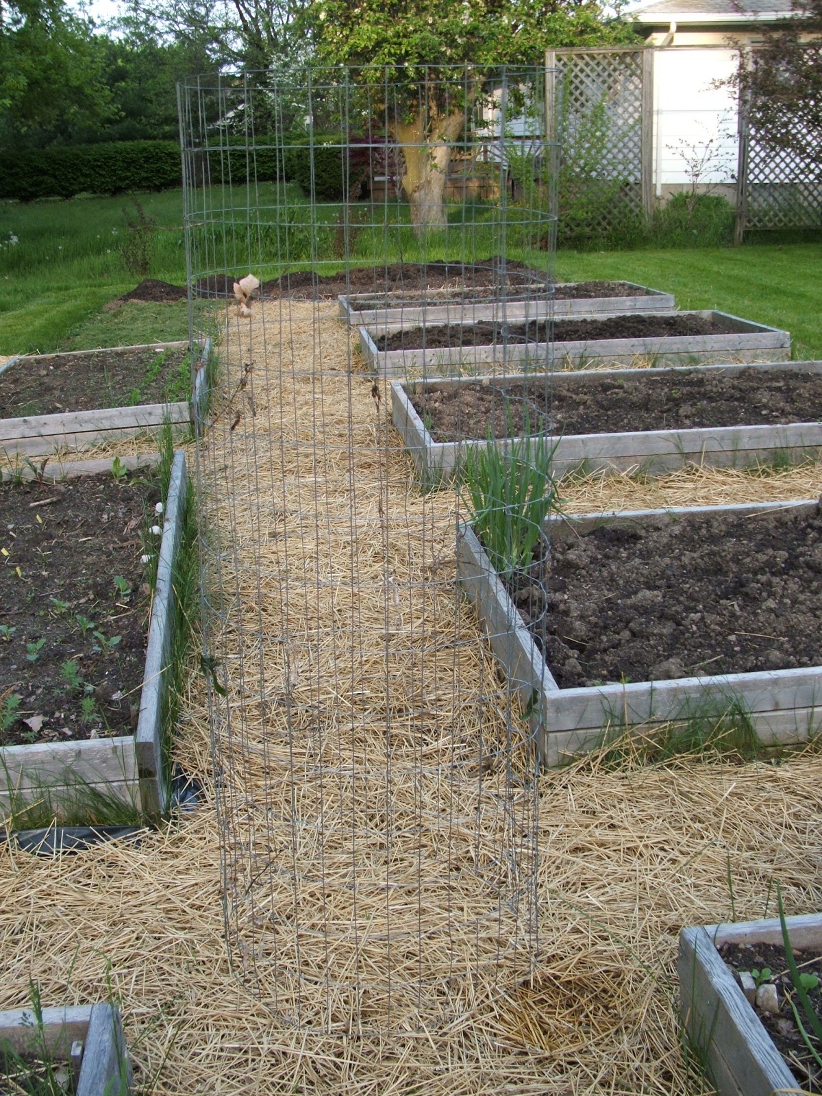 Green Zebra Market Garden Make Your Own Sturdy Tomato Cages