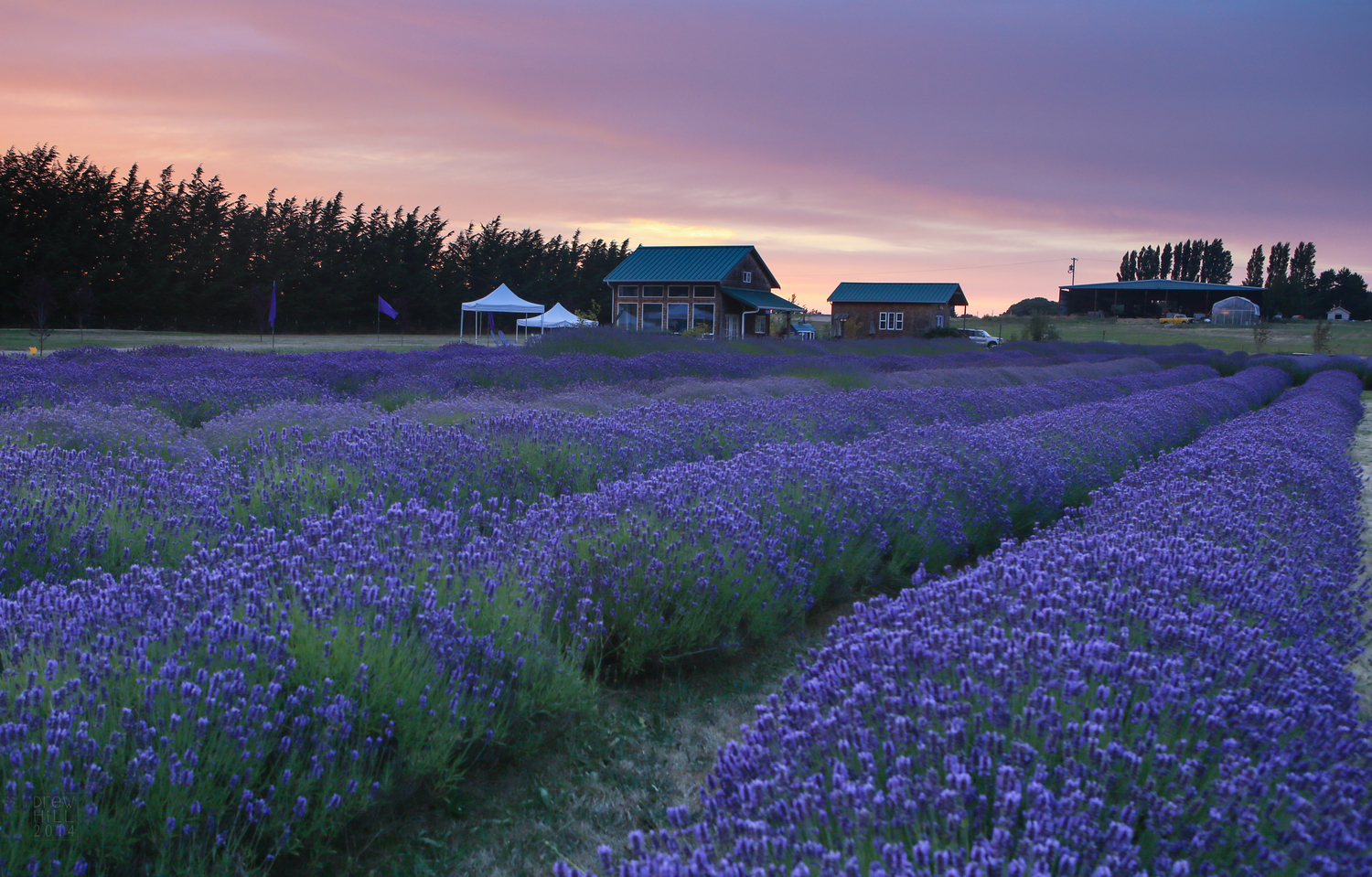 5 thung lũng oải hương rực rỡ ngày hè 8 dungeness