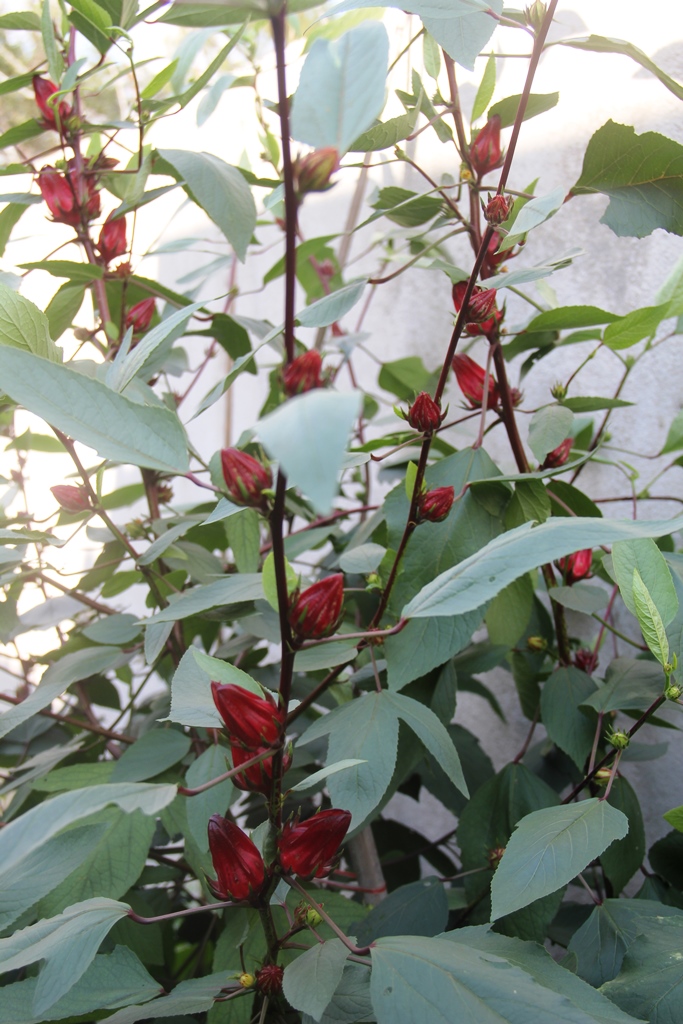 On The Green Side Of Life Growing Roselle/Rosella