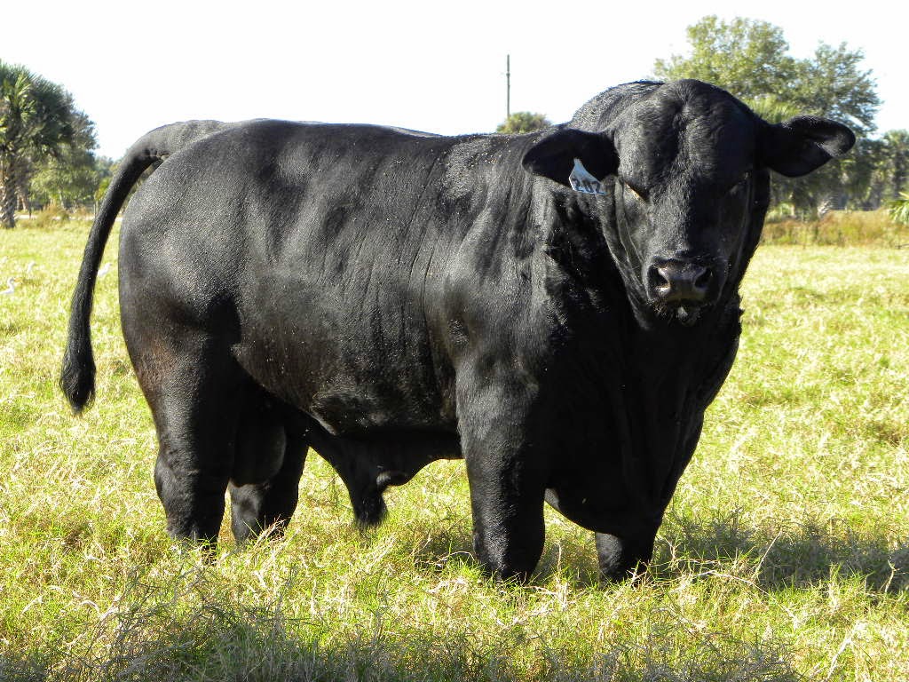 beefmaster cattle for sale in louisiana