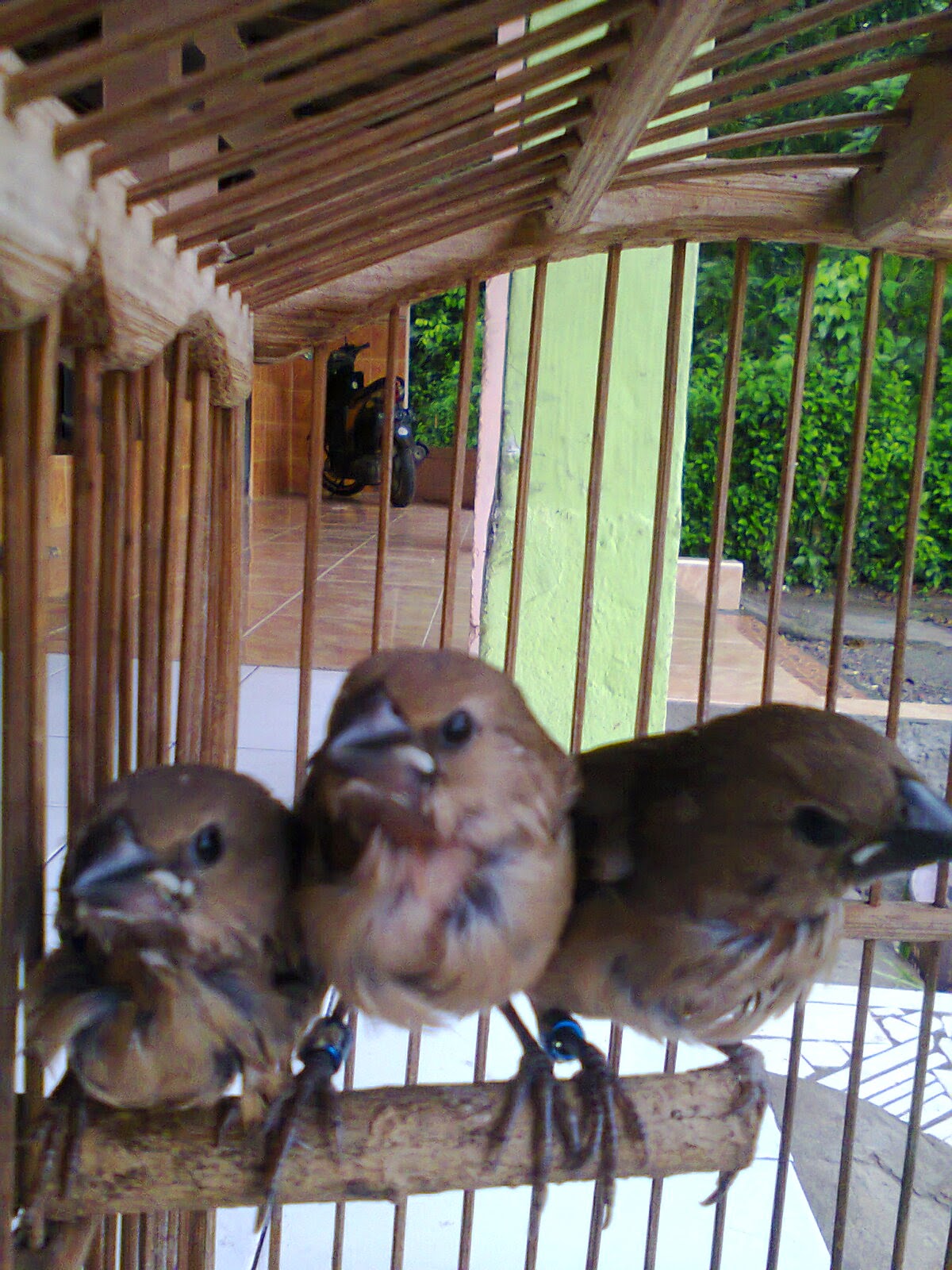 Agha Farm Kenari S Anakan Burung Pipit Haji Usia 1 Bulan