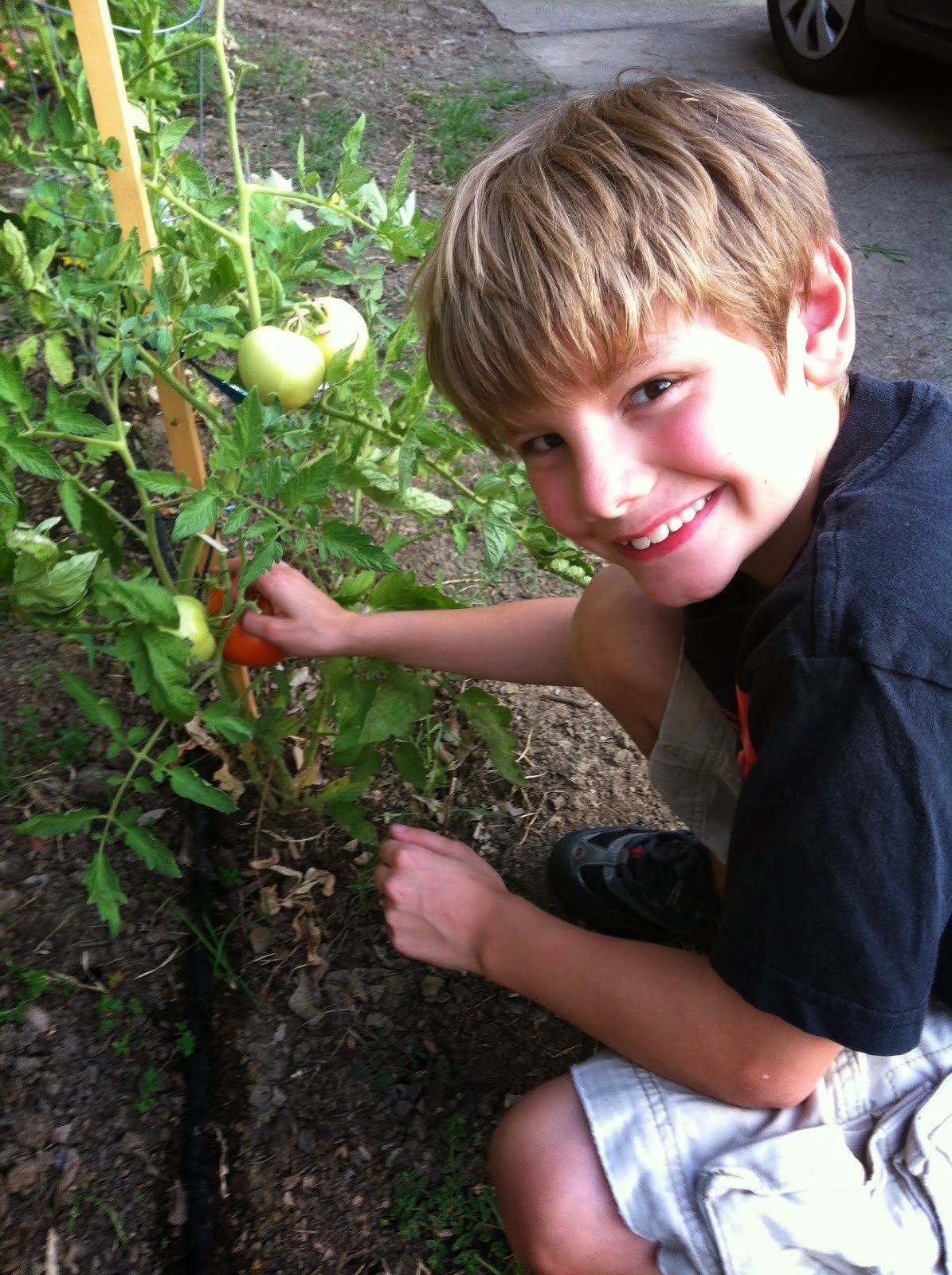 Home Garden Picker