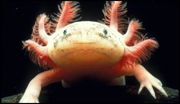 15 Haiwan Paling Comel Yang Hampir Pupus Di Seluruh Dunia