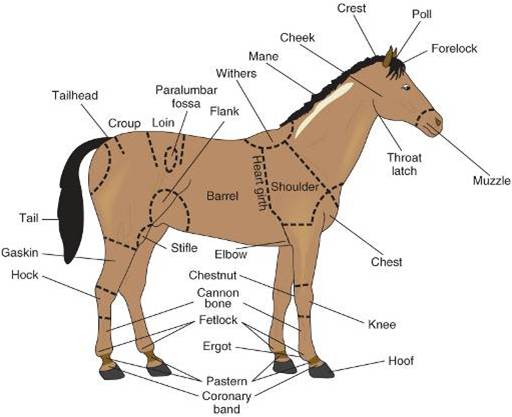 Merrily's Animal Science Journal: Notes from Veterinary Medical Terminology