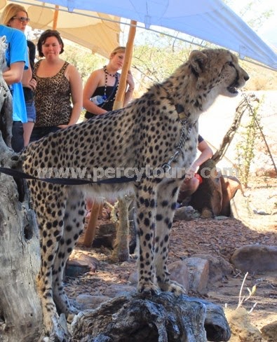 Cheetah at safari park, Hermanus