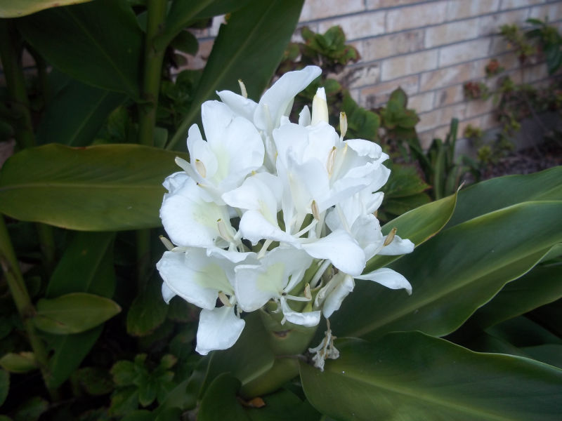 Davy's Louisiana Gardening Blog The Sweet Fragrances of Autumn