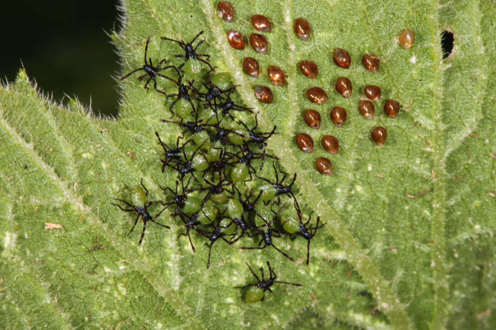 JaredDavidsonPhotography Squash Beetles