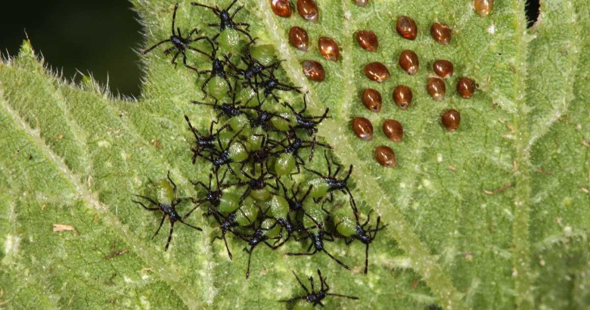 JaredDavidsonPhotography Squash Beetles