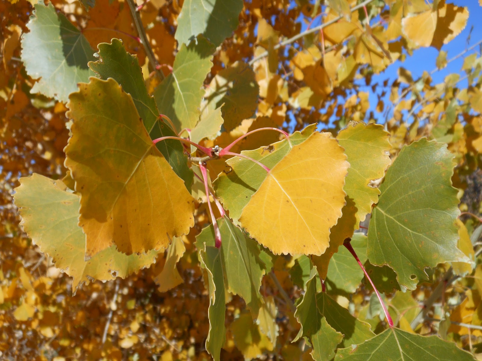 Trees That Please Nursery 30 Days of Fall Foliage, Tuesday November 6th.