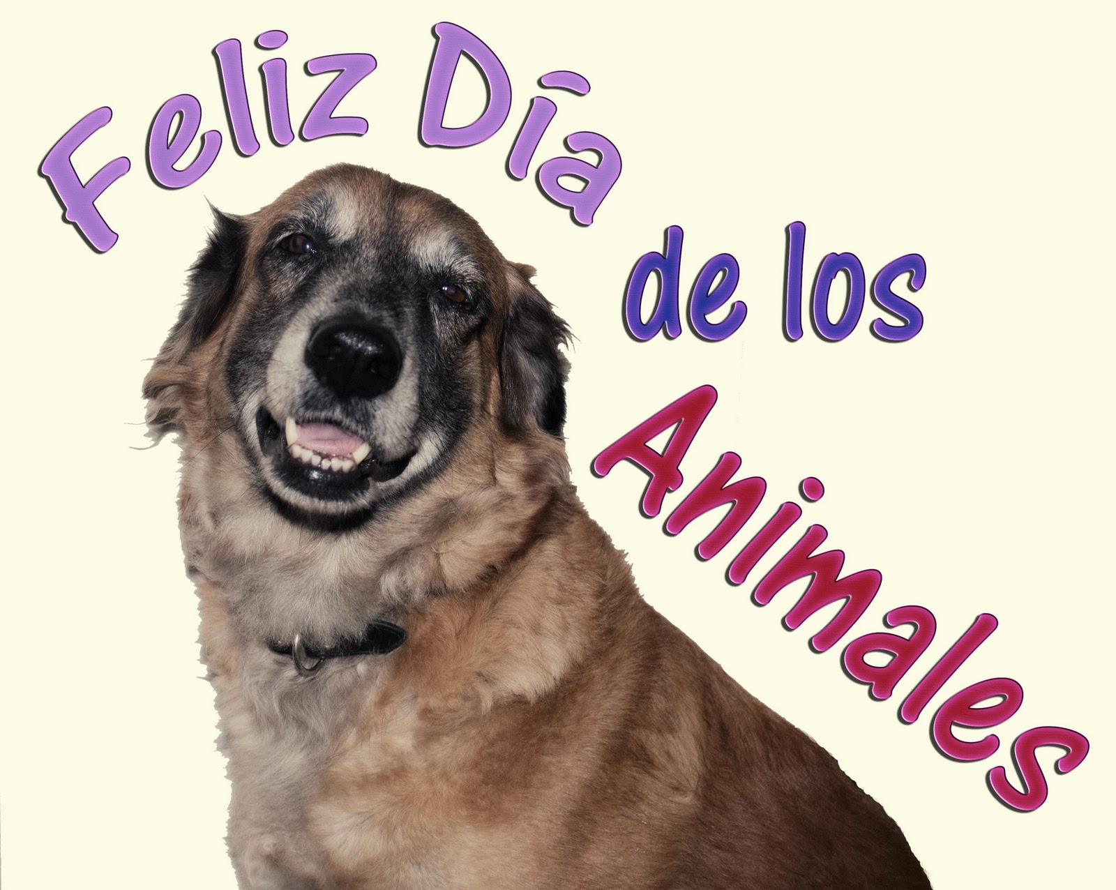29 de Abril, Día del Animal Feliz+dia+de+los+animales