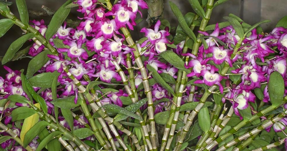 Cara Merawat Tanaman Dan Aneka Tanaman Hias: Dendrobium Anggrek Cocok