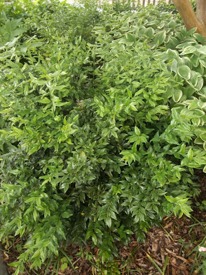 Secret Landscaping Sarcococca Sweet Box