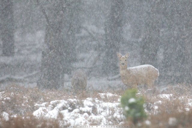 Reeën in sneeuwbui - Roe Deer in Snow Blizzard