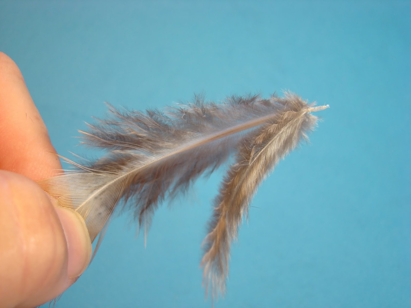 How To Preserve Pheasant Tail Feathers at Kristen Abbott blog