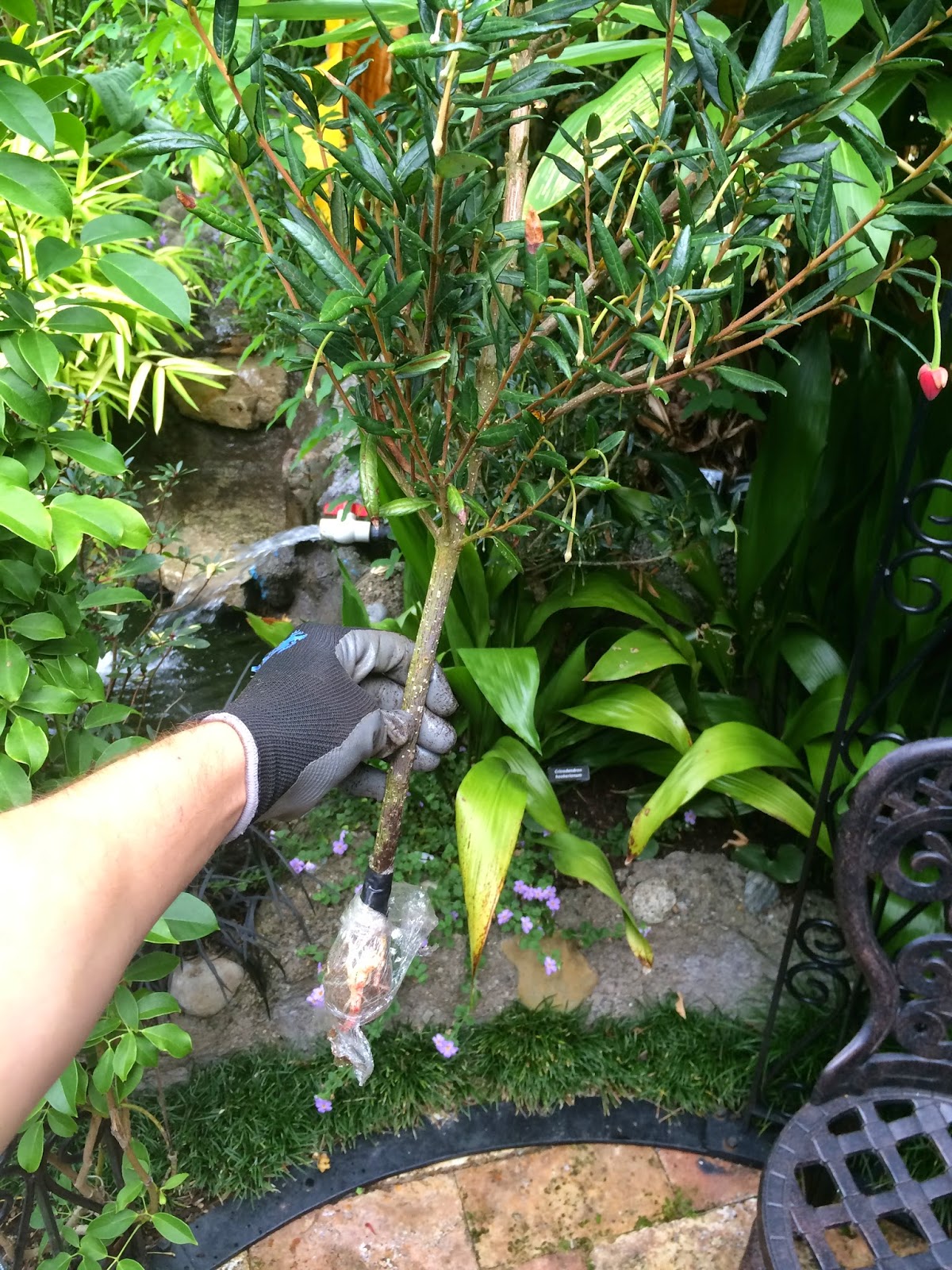 Future Plants By Randy Stewart Pittosporum