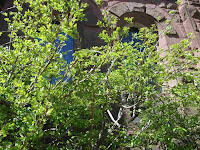 Traditional church wall next to leafing burning bush shrubs, by ECP, a.k.a. Shamanic-Shift on Flickr.com