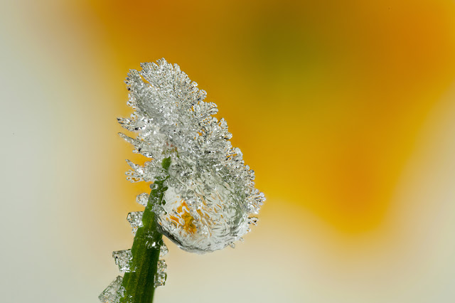 FROSTED+DEWDROP+2012++%25232.jpg