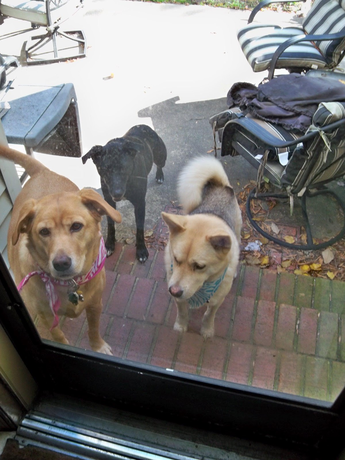 Hampton Roads Dogs For Adoption Many Shelters and Rescues NEED Fosters