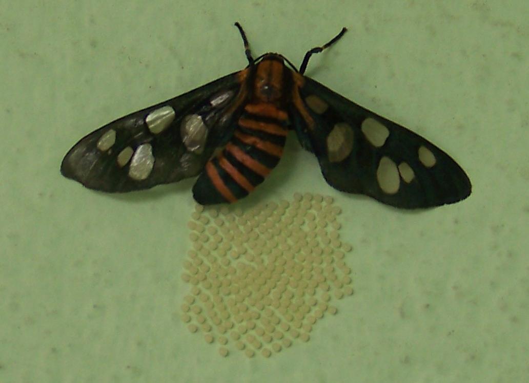 Tilak's blog Moths hatching from their eggs